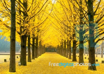 Row Of Yellow Ginkgo Tree In Nami Island, Korea Stock Photo