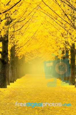 Row Of Yellow Ginkgo Tree In Nami Island, Korea Stock Photo