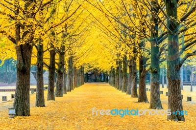 Row Of Yellow Ginkgo Tree In Nami Island, Korea Stock Photo