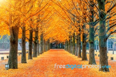 Row Of Yellow Ginkgo Tree In Nami Island, Korea Stock Photo