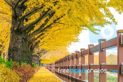 Row Of Yellow Ginkgo Trees In Asan, Korea Stock Photo