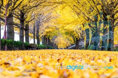 Row Of Yellow Ginkgo Trees In Asan, Korea Stock Photo