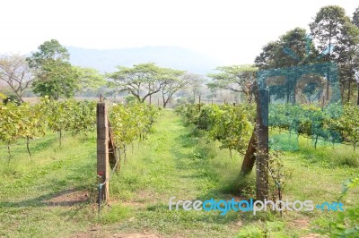 Row Of Young Grape Farm Stock Photo