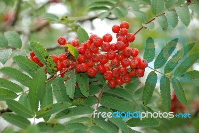 Rowan Berries Stock Photo