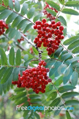 Rowan Tree With Berries Stock Photo