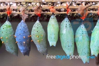 Rows Of Butterfly Cocoons Stock Photo