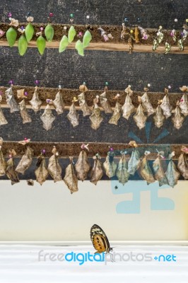 Rows Of Butterfly Cocoons And Newly Hatched Butterfly Stock Photo