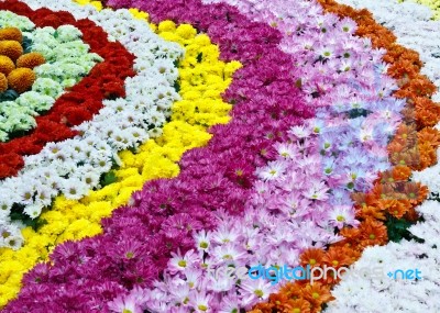 Rows Of Colorful Flowers Stock Photo