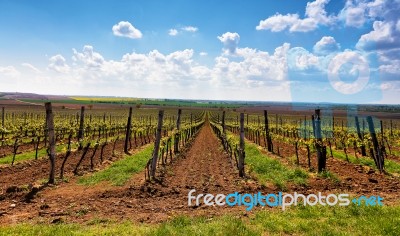 Rows Of Vineyard Grape Vines. Spring Landscape With Green Vineya… Stock Photo