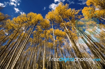 Rows Of Yellow Aspens Stock Photo