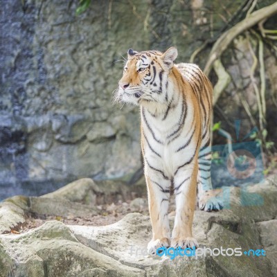 Royal Bengal Tiger Stock Photo