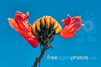 Royal Poinciana, Flamboyant Tree, Flame Tree, Peacock Flower, Gu… Stock Photo