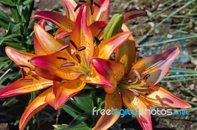 Royal Sunset Lily Stock Photo