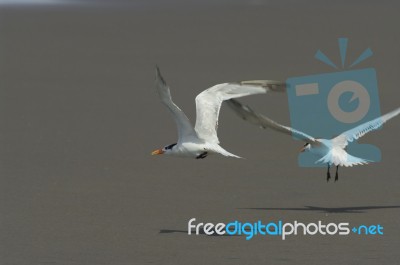 Royal Tern Stock Photo