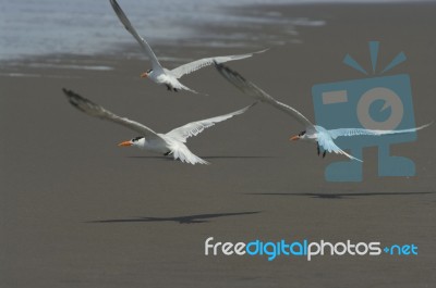 Royal Tern Stock Photo