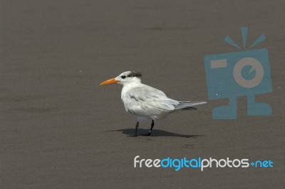 Royal Tern Stock Photo