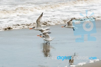 Royal Tern, Thalasseus Maximus At The Beach In Panama Stock Photo