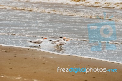 Royal Tern, Thalasseus Maximus At The Beach In Panama Stock Photo