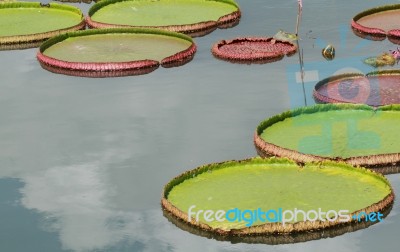 Royal Water Lily Stock Photo