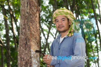 Rubber Farmer Stock Photo