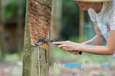 Rubber Tapping Stock Photo