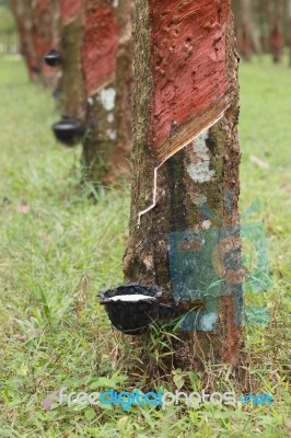 Rubber Tree Stock Photo