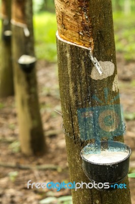 Rubber Tree Stock Photo