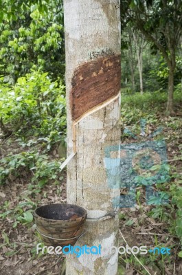 Rubber Tree Stock Photo