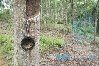 Rubber Tree Stock Photo