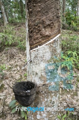 Rubber Tree Stock Photo