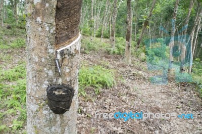 Rubber Tree Stock Photo