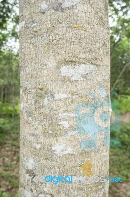 Rubber Tree Bark Closeup Stock Photo