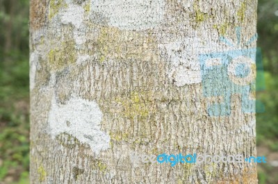 Rubber Tree Bark Closeup Stock Photo