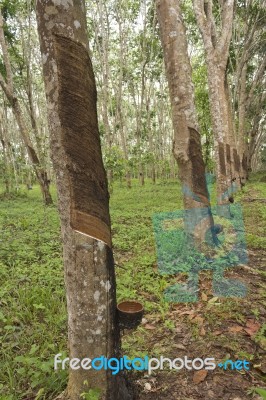 Rubber Tree Plantation Stock Photo