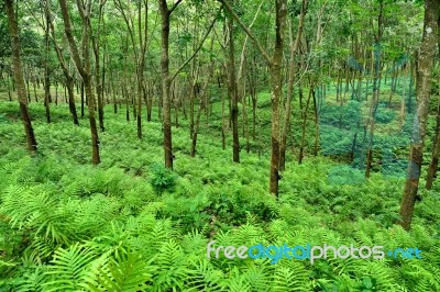 Rubber Trees Stock Photo