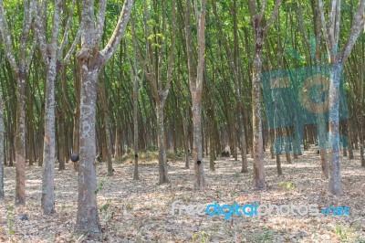 Rubber Trees Stock Photo