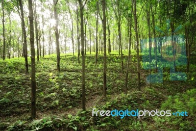 Rubber Trees Stock Photo