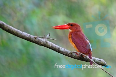 Ruddy Kingfisher Stock Photo