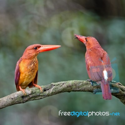 Ruddy Kingfisher Stock Photo