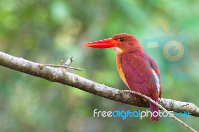 Ruddy Kingfisher Stock Photo