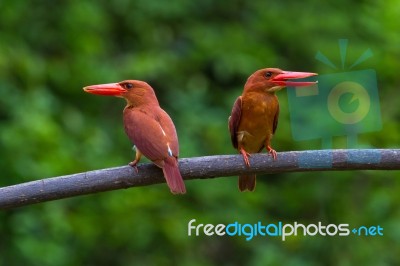 Ruddy Kingfisher Stock Photo