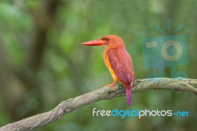 Ruddy Kingfisher Stock Photo