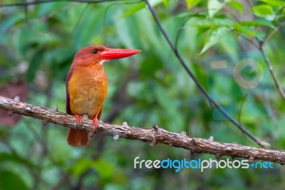 Ruddy Kingfisher Stock Photo