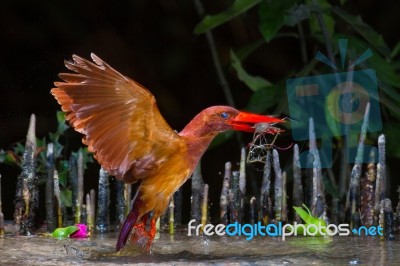 Ruddy Kingfisher Catching Stock Photo