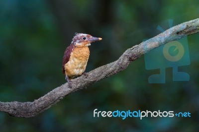 Ruddy Kingfisher Juvenile Stock Photo