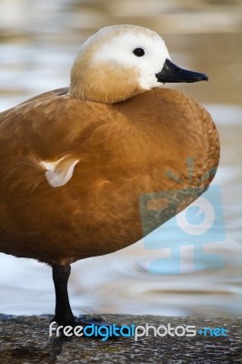 Ruddy Shelduck (tadorna Ferruginea) Stock Photo