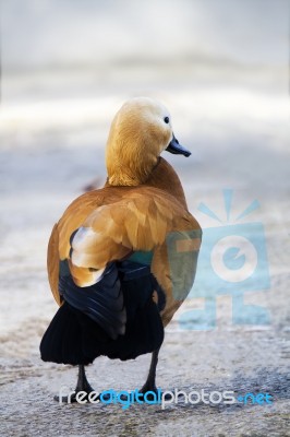 Ruddy Shelduck (tadorna Ferruginea) Stock Photo