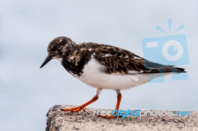 Ruddy Turnstone (arenaria Interpres) Stock Photo