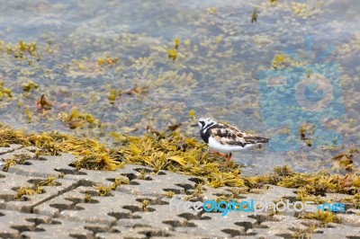 Ruddy Turnstone (arenaria Interpres) Stock Photo