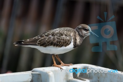 Ruddy Turnstone (arenaria Interpres) Stock Photo